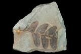 Pennsylvanian Fossil Fern (Neuropteris) Plate - Kentucky #142400-1